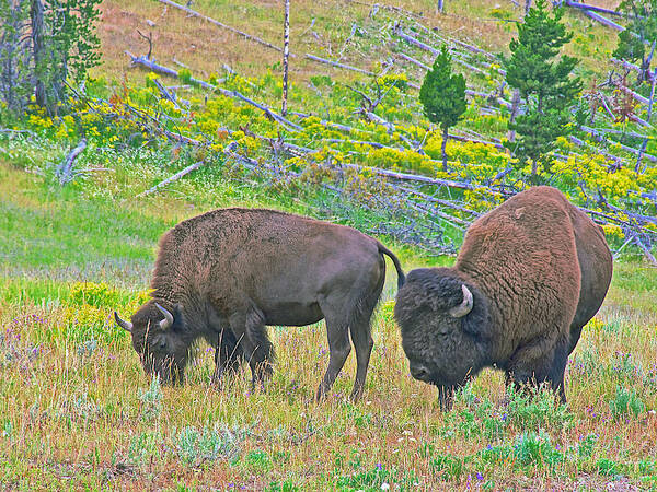 Bison Pair In Hayden Valley In Yellowstone National Park-wyoming Poster featuring the photograph Bison Pair in Hayden Valley in Yellowstone National Park-Wyoming by Ruth Hager