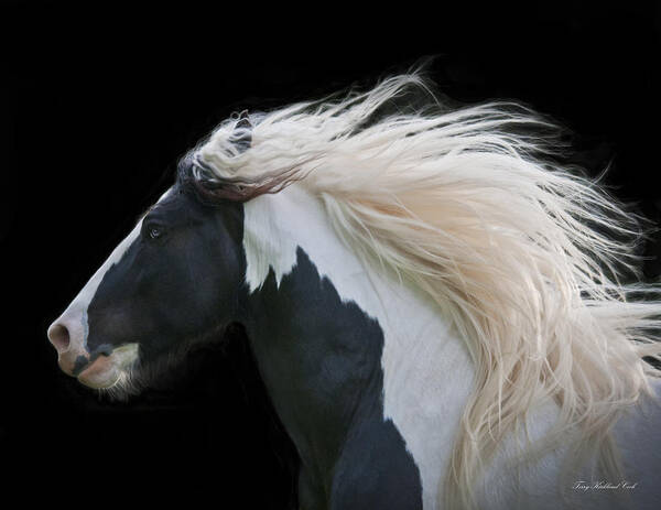 Equine Poster featuring the photograph Black and White Study III by Terry Kirkland Cook
