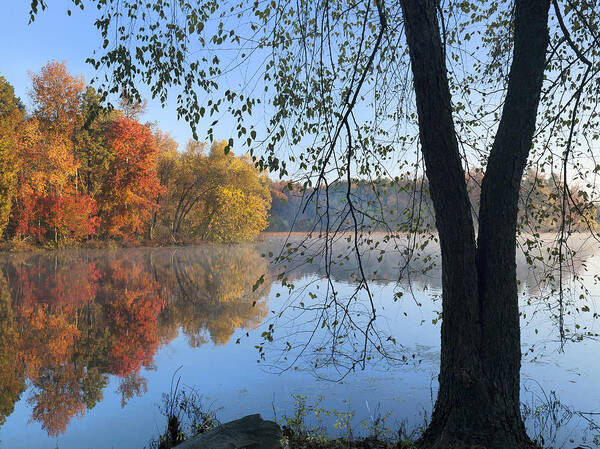 Tim Fitzharris Poster featuring the photograph Black Birch Along Lake Bailee In Petit by Tim Fitzharris