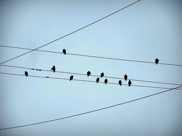 Little Birds Sit Poster featuring the photograph Black Birds Waiting in Blue by Stephanie Hollingsworth