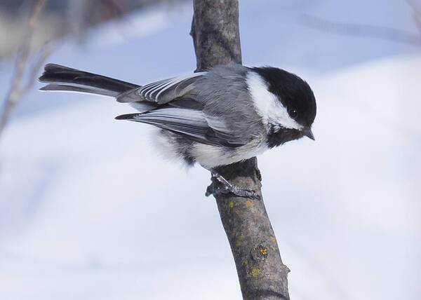 Snow Poster featuring the photograph Black Capped Chickadee by Gerald Murray Photography