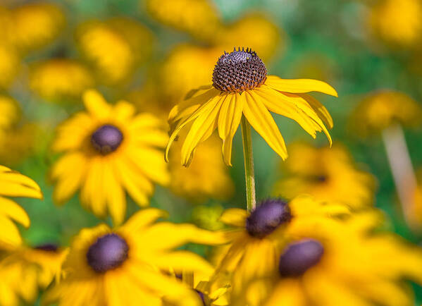 Black Eyed Susan Poster featuring the photograph Black-eyed Susan by Dean Martin