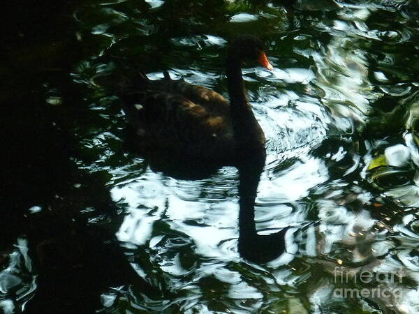 Black Poster featuring the photograph Black Swan by Therese Alcorn