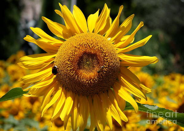 Yellow Sunflower Poster featuring the photograph Blazing Yellow Sunflower by Christiane Schulze Art And Photography