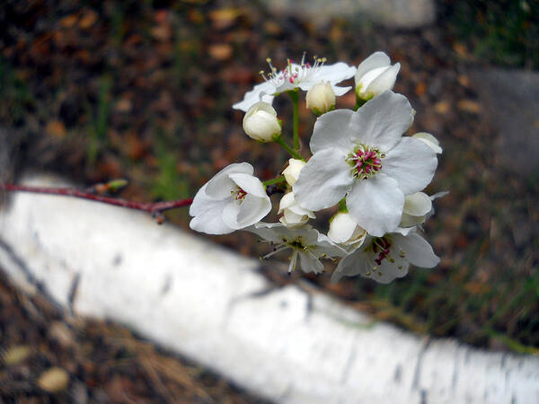 Flower Poster featuring the photograph Blooming Bud by Eric Forster