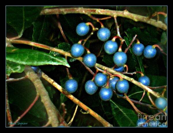 Australian Bush Berries Poster featuring the photograph Blue Bush Berries by Leanne Seymour