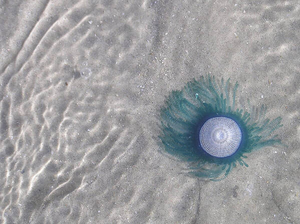 Blue Poster featuring the photograph Blue Button Jellyfish by Adam Johnson