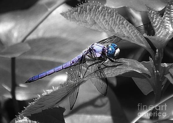 Blue Poster featuring the photograph Blue Eyed Dragonfly by Sharon Woerner