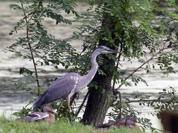 Birds Poster featuring the photograph Blue Heron and Duck by Paul Ross