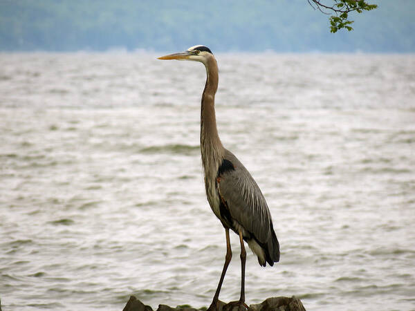 Heron Poster featuring the photograph Blue Heron Blue Day by Azthet Photography