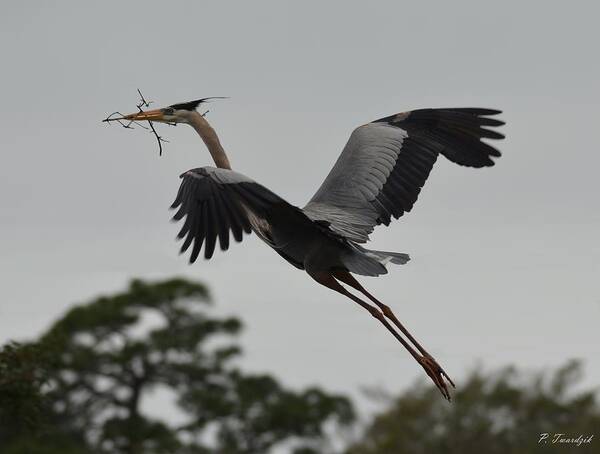 Great Blue Heron Poster featuring the photograph Blue Heron Takes to the Skies by Patricia Twardzik