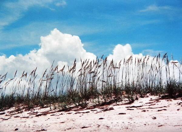 Bright Poster featuring the photograph Blue Skies and Skyline of Sea Oats by Belinda Lee