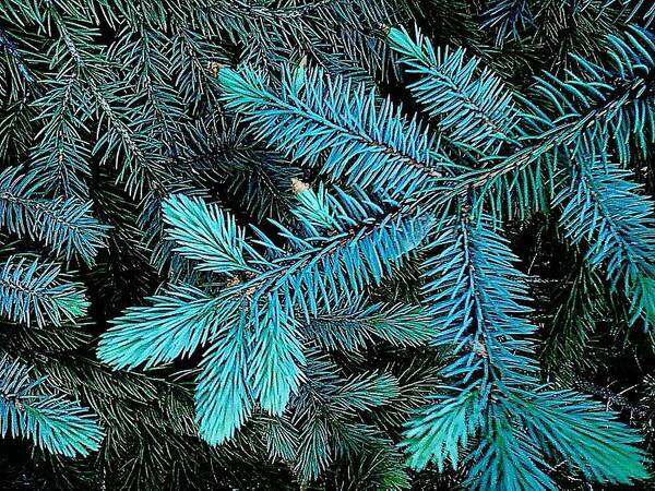 Abstract Poster featuring the photograph Blue Spruce by Daniel Thompson
