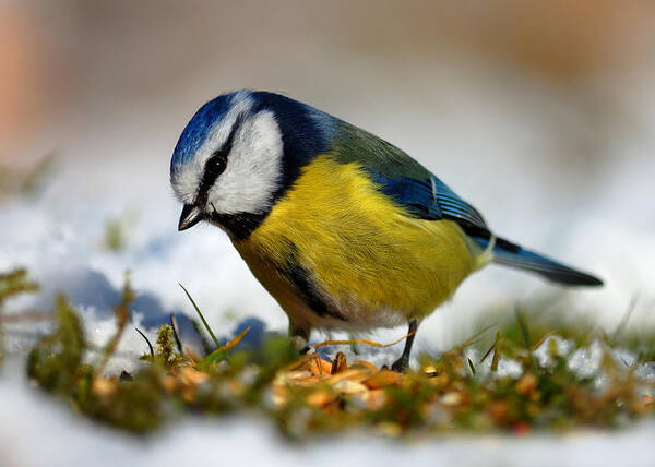 Blue Tit Poster featuring the photograph Blue tit by Gavin Macrae
