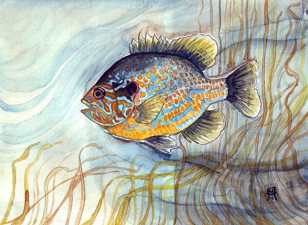 Bluegill Fish Poster featuring the painting Bluegill by Katherine Miller