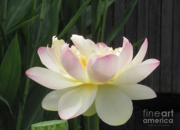 Lotus Poster featuring the photograph Blush by Kathie Chicoine