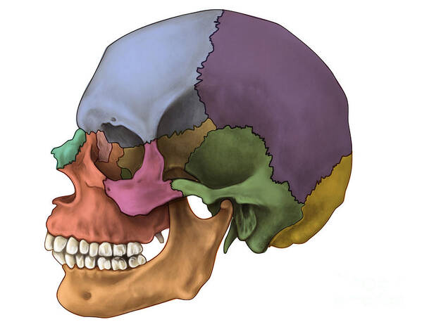 Anatomical Poster featuring the photograph Bones Of The Skull Lateral by Evan Oto