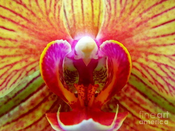  Poster featuring the photograph Bright Beautiful Orchid by Renee Trenholm