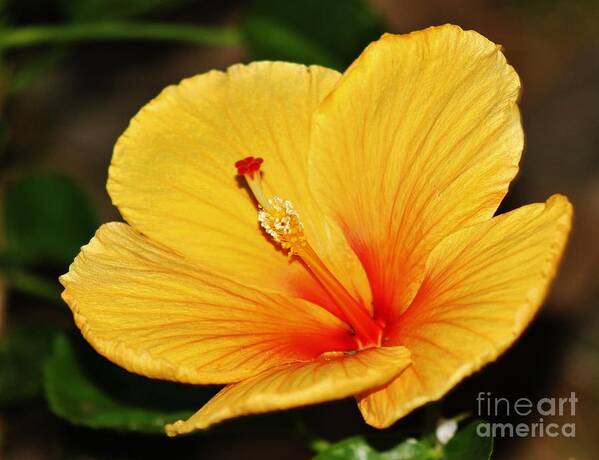 Hibiscus Poster featuring the photograph Brilliant Hibiscus II by Craig Wood