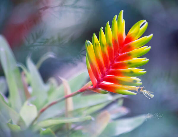 Bromeliad Poster featuring the photograph Bromeliad beauty by Eti Reid