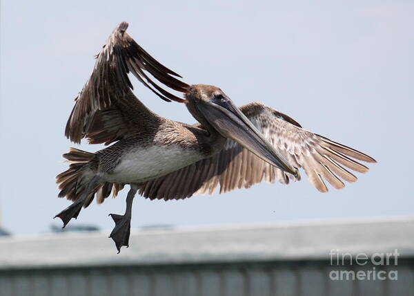 Flying Pelican Poster featuring the photograph Brown Pelican Landing by Carol Groenen