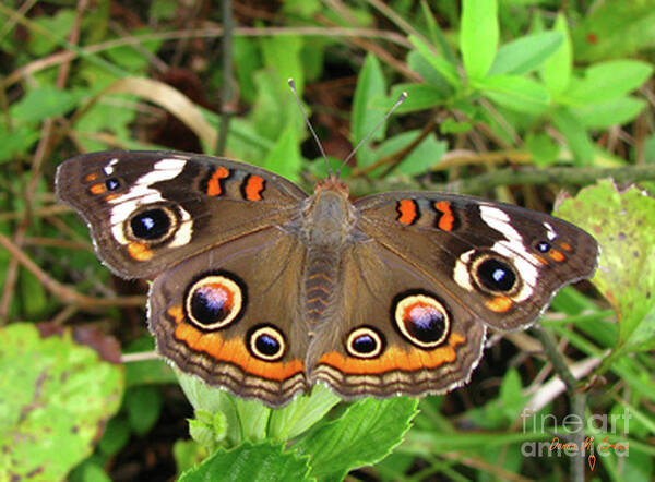 Butterfly Poster featuring the photograph Buckeye Butterfly by Donna Brown