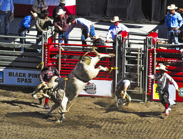 Rodeo Poster featuring the photograph Bull Riding by Ron Roberts