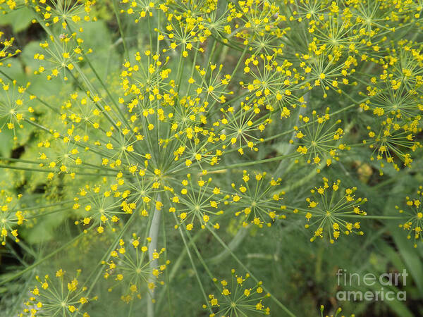 Dill Poster featuring the photograph Bursting Dill Plant by Brenda Brown