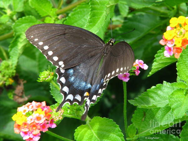 Patzer Poster featuring the photograph Butterfly Ballot by Greg Patzer