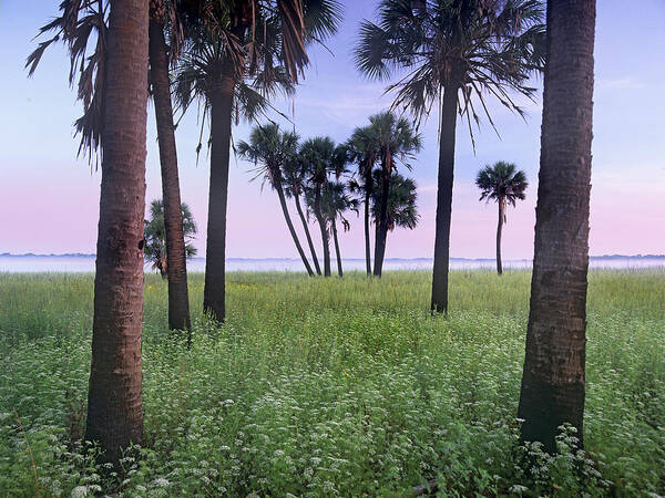 Feb0514 Poster featuring the photograph Cabbage Palm Meadow Florida by Tim Fitzharris