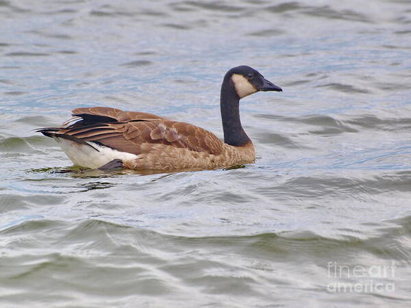 Goose Poster featuring the photograph Canadian Eh by Vivian Martin