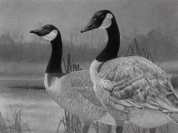 Graphite Drawing Poster featuring the drawing Canadian Geese by Tim Dangaran