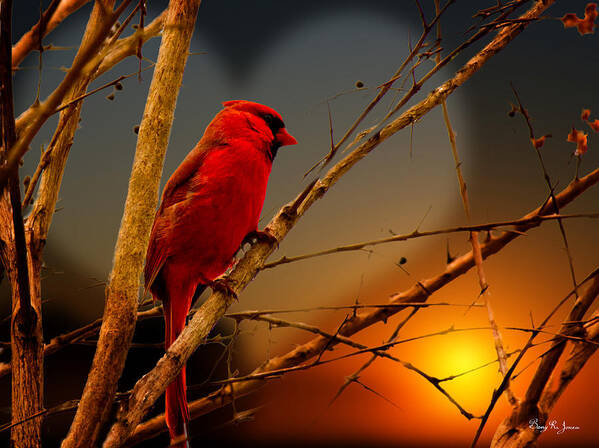 Bird Poster featuring the photograph Cardinal at Sunset Valentine by Barry Jones
