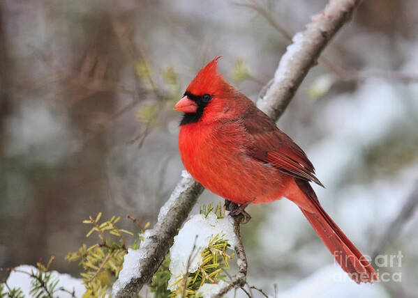 Cardinal Poster featuring the photograph Cardinal in Winter by Jayne Carney