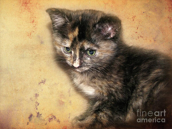 Kitten Poster featuring the photograph Carmel by Ellen Cotton