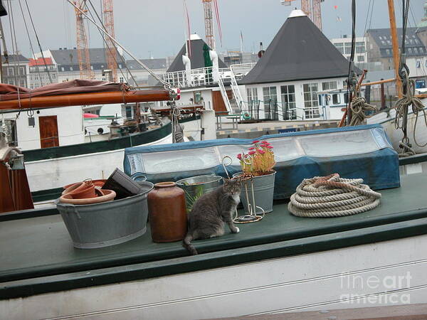 Cats Poster featuring the photograph Cat on Boat by Jim Goodman