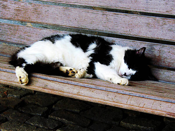 Cat Poster featuring the photograph Cat Sleeping on Bench by Susan Savad