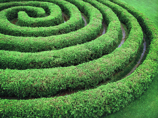 Tranquility Poster featuring the photograph Cedar Maze by Francois Dion