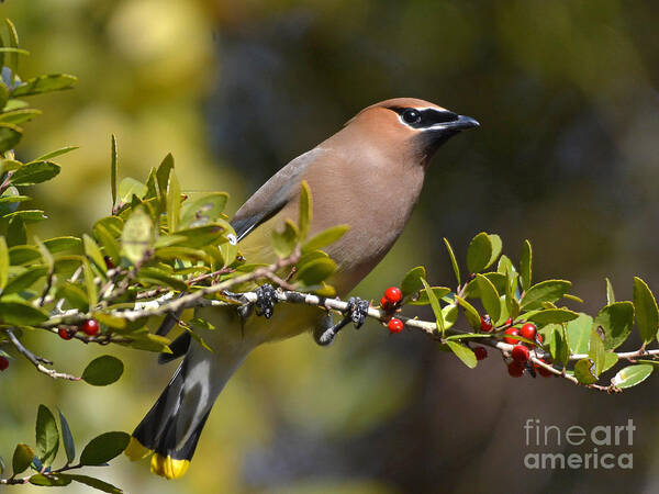 Cedar Waxwing Poster featuring the photograph Cedar Waxwing And Red Berries by Kathy Baccari