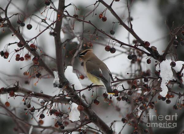 Bird Poster featuring the photograph Cedar Waxwing in Snow by Veronica Batterson