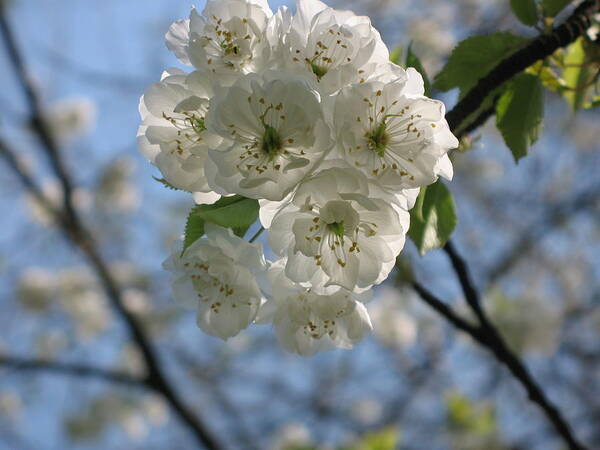 Cherry Poster featuring the photograph Cherry Tree Petals by Christiane Schulze Art And Photography