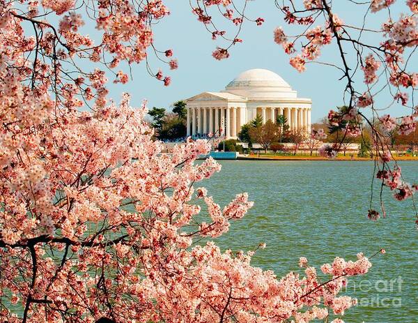 Cherry Poster featuring the photograph Cherry Trees at the Jefferson by Nick Zelinsky Jr