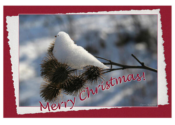 Christmas Poster featuring the photograph Christmas Snow Bird by Terri Harper