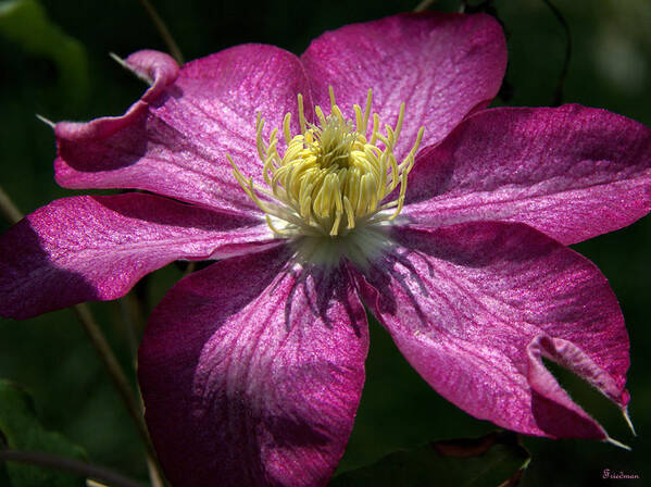 Nature Poster featuring the photograph Clematis Aglow by Michael Friedman