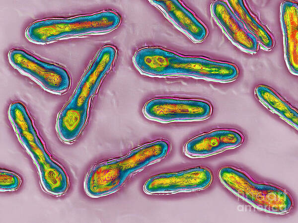Clostridium Botulinum Poster featuring the photograph Clostridium Botulinum Bacteria by James Cavallini