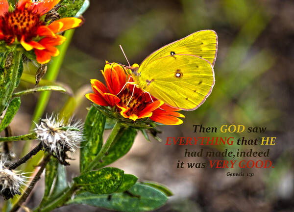 Cloudless Sulphur Butterfly Poster featuring the photograph Cloudless Sulphur Butterfly And Scripture by Sandi OReilly