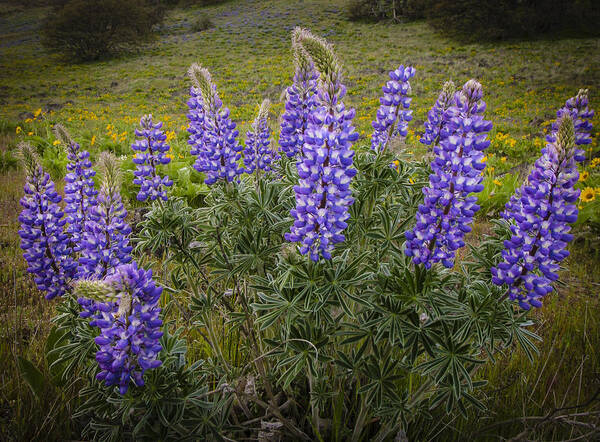 Color Poster featuring the photograph Clump of Lupine by Jean Noren