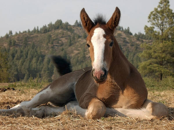 Clydesdale Colt Poster featuring the photograph Clydesdale Colt by Mark Langford