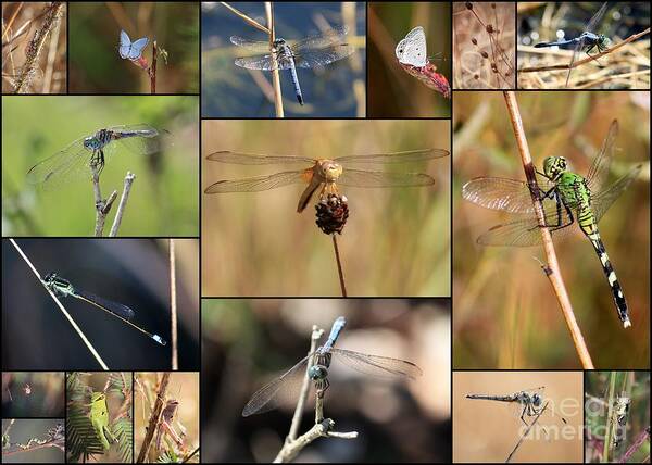 Dragonfly Poster featuring the photograph Collage Marsh Life by Carol Groenen