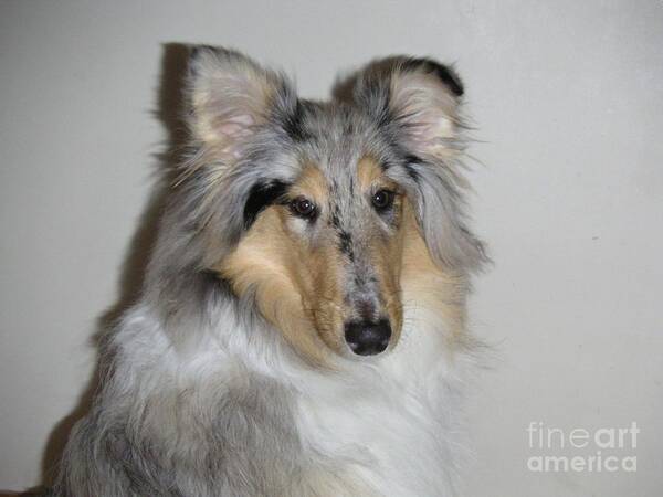 Blue Merle Poster featuring the photograph Collie by David Grant